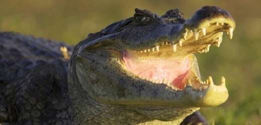 Muž málem skončil v tlamě aligátora (ilustrační foto).