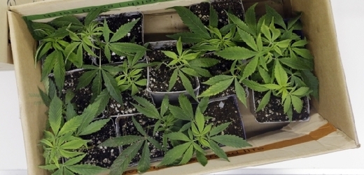 Od dubna 2014 by si mohli nemocní pěstovat marihuanu sami doma (ilustrační foto).