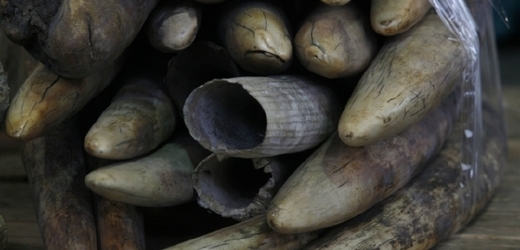 Ochránkyně přírody u sebe měla 19 kilogramů slonoviny (ilustrační foto).