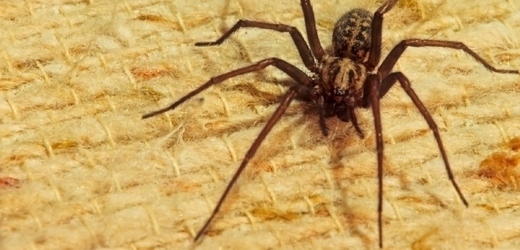 Mezi pavouky Micaria sociabilis si partnerku vybírá samec, u jiných druhů je to přesně naopak (ilustrační foto).