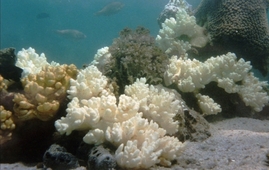 Blednutí korálů.