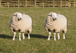 Lidské kmenové buňky byly vytvořeny stejnou technikou, jakou vznikla klonovaná ovce Dolly.