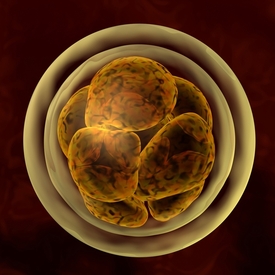 Lidské embryo ve stadiu osmi buněk.