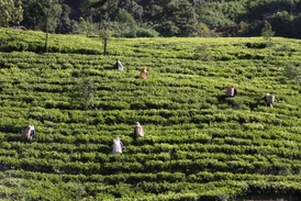Čajová plantáž na Srí Lance.