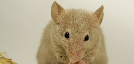 Přítomnost myši v Intersparu způsobila znovu jeho uzavření (ilustrační foto).