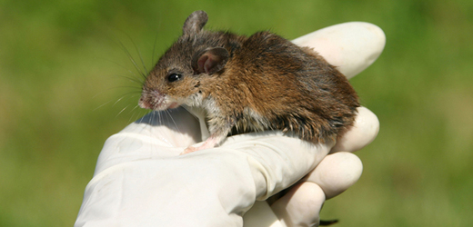 Většina myší a pískomilů nepřežila let po oběžné dráze (ilustrační foto).