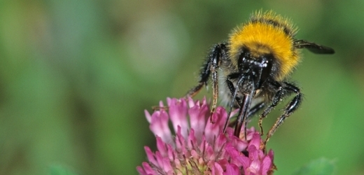 Včely s radarem na výbušniny (ilustrační foto).