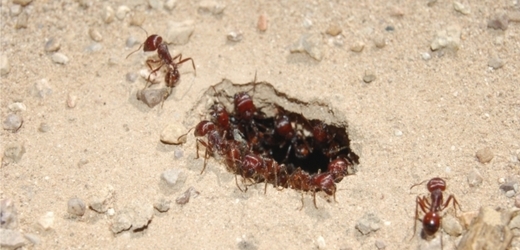 Vstup do hnízda mravence Pogonomyrmex barbatus.