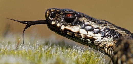 Jedovatá zmije obecná (Vipera beru).