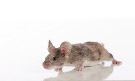 Myši s mutovaným genem pro protein Mrps5 mají delší život.