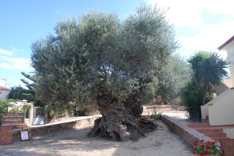 VÃ½sledek obrÃ¡zku pro nejstarÅ¡Ã­ olivovnÃ­k