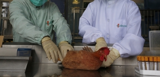 Tamiflu a podobné antivirové léky jsou dosavadní jedinou dostupnou léčbou ptačí chřipky kmene H7N9 (ilustrační foto)