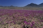 Atacama, Chile. I když je část pouště vedena v Guinessově knize rekordů jako nejsušší místo na zemi, ani to nebrání rostlinám v její jižní části v růstu, přičemž jejich hlavním zrojem výživy je pobřežní mlha. (Foto: Profimedia.cz)