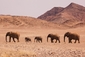 Namib, Namíbie. Jediná poušť, kde žijí sloni. (Foto: Profimedia.cz/Theo Allofs/Corbis)