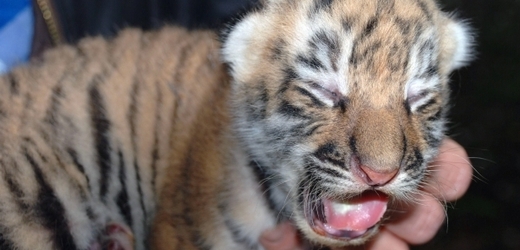 Čerstvě narozené mládě tygra ussurijského.