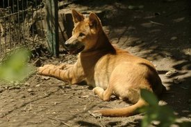 Jeden z plzeňských psů dingo.