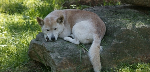 Pes dingo (ilustrační foto).