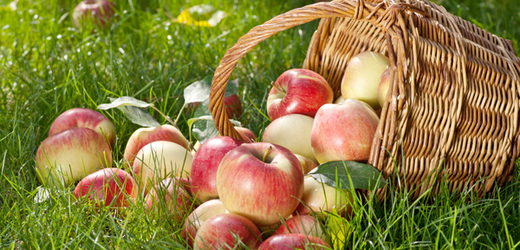 Cena jablek ze zahraničí se může šplhat až k 70 korunám za kilogram (ilustrační foto).