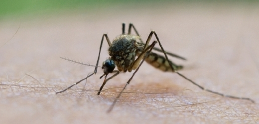Největší hrozba kalamitního výskytu komárů byla ve středních Čechách na Mělnicku (ilustrační foto).