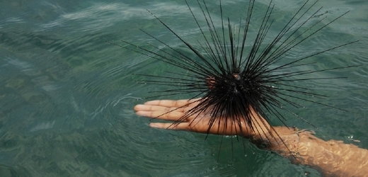Mořští ježci nám můžou pokazit celou dovolenou (ilustrační foto).
