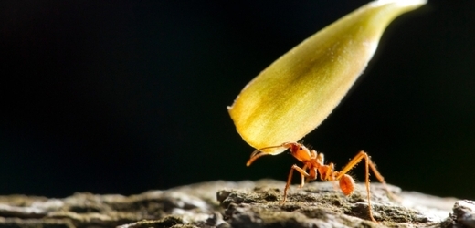Mravenci Atta (na snímku druh Atta colombica) krmí listím houbu, a teprve tou se sami živí.