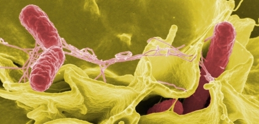 Salmonella typhimurium, původce vážného střevního onemocnění.