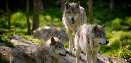 Vlkům začala vypadávat srst (ilustrační foto).