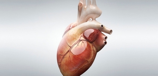 Lidské srdce (ilustrační foto).