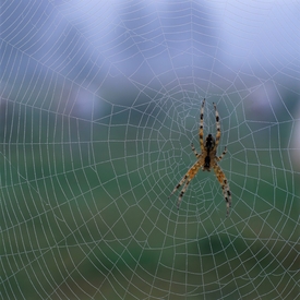 Kostru pavučiny tvoří síť silnějších vláken, mezi nimiž jsou natažena slabší spirální.