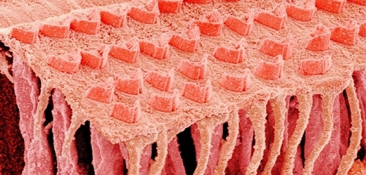 Vláskové buňky na počítačově upraveném snímku z elektronového mikroskopu.
