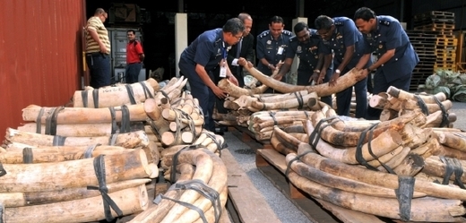 Podnikatel byl obviněn z propašování více než tisíce sloních klů (ilustrační foto).