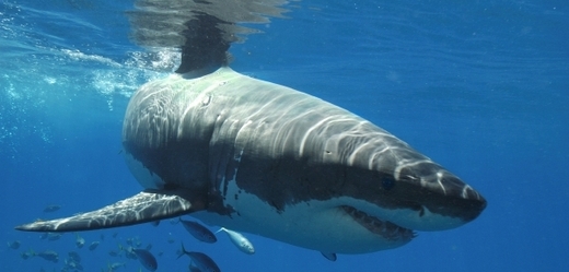 Jet na exotickou dovolenou a skončit v tlamě žraloka (ilustrační foto).