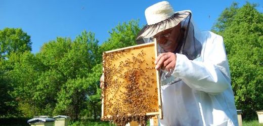 Včely má chránit zákaz používání pesticidu (ilustrační foto).