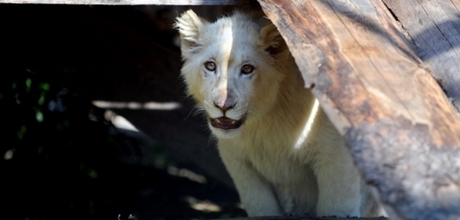 Bílý lev se vyskytuje jen vzácně.