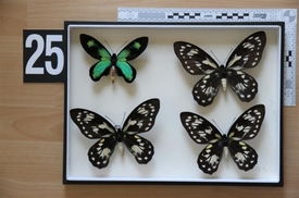 Bylo zajištěno téměř dvě stě kusů různých druhů motýlů a brouků, chráněných mezinárodní úmluvou.
