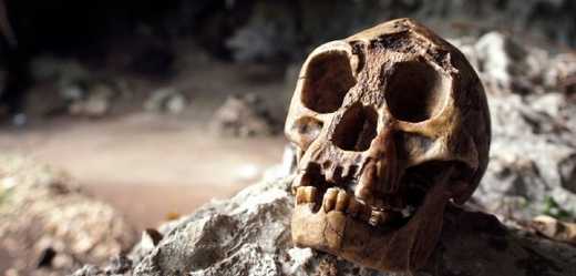 Lebka Homo floresiensis.