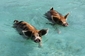 Plavající prasátka jsou atrakcí ostrova Staniel Cay. (Foto: Palmbeachdailynews.com)