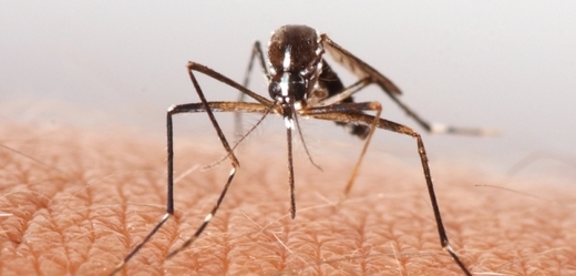 Komáry navádí i jejich čich (ilustrační foto).