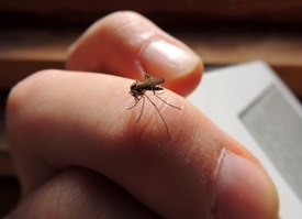 Komár zanechá po kousnutí jisté množství slin (ilustrační foto).