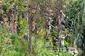 Ostrov panenek, Xochimilco, Mexiko.  Isla de la Munecas je asi nejděsivěnšjím ostrovem na světě. Stovky panenek visí po stromech nebo jsou zahrabány v hlíně. (Foto: Sourcescopy.wordpress.com)