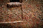 Žvýkačková zeď Market Wall. Seatlle, Washington, USA. Lidé lepí žvýkačky na dům už od roku 1993. (Foto: Foolsjournals.wordpress.com)