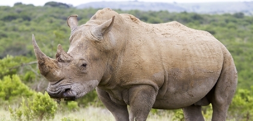 Tradiční čínská medicína uvádí, že rohy nosorožců pomáhají téměř na vše, počínaje tyfem, přes horečku, artritidu až po vyhánění zlých duchů.