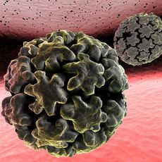 Takto vypadá lidský papilomavirus.