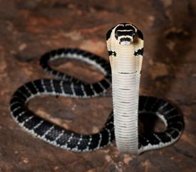Kobra královská je jedním z nejnebezpečnějších hadů.