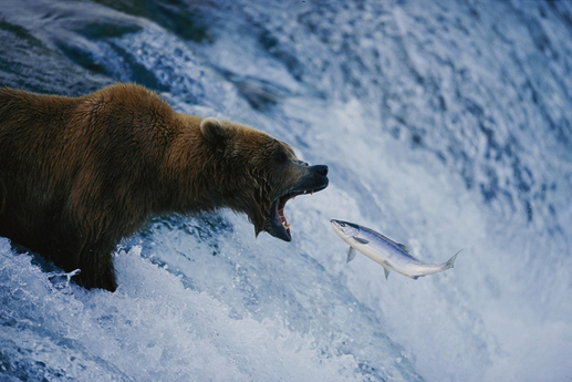 Lovec lososů v Brooks Falls, Katmajském národním parku na Aljašce roku 1999. Cena: 800 dolarů (16 tisíc korun).