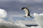 Skákající tučňák na Antarktidě, rok 2005. Vyvolávací cena: 1300 dolarů (26 tisíc korun).