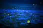 Světlušky nad polem divokých vojtěšek v kansaském Strong City, rok 2007. Cena: 800 dolarů (16 tisíc korun).