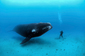 Setkání velryby a potápěče v podmořské hloubce dvaadvaceti metrů u Aucklandských ostrovů na Novém Zélandu. Rok 2007, vyvolávací cena je 1300 dolarů (26 tisíc korun).