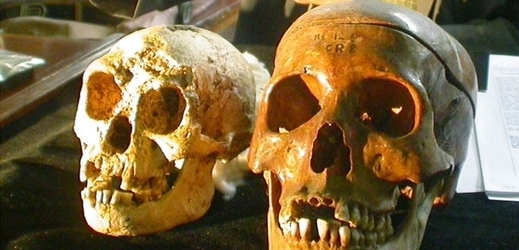Lebka Homo floresiensis (nalevo) v porovnání s lebkou Homo Sapiens (napravo).
