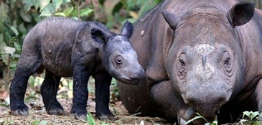 Podle odborníků ve volné přírodě v jejich původní domovině v Indonésii a Malajsii zůstává méně než 100 nosorožců sumaterských. V zajetí jich žije jen deset na celém světě.